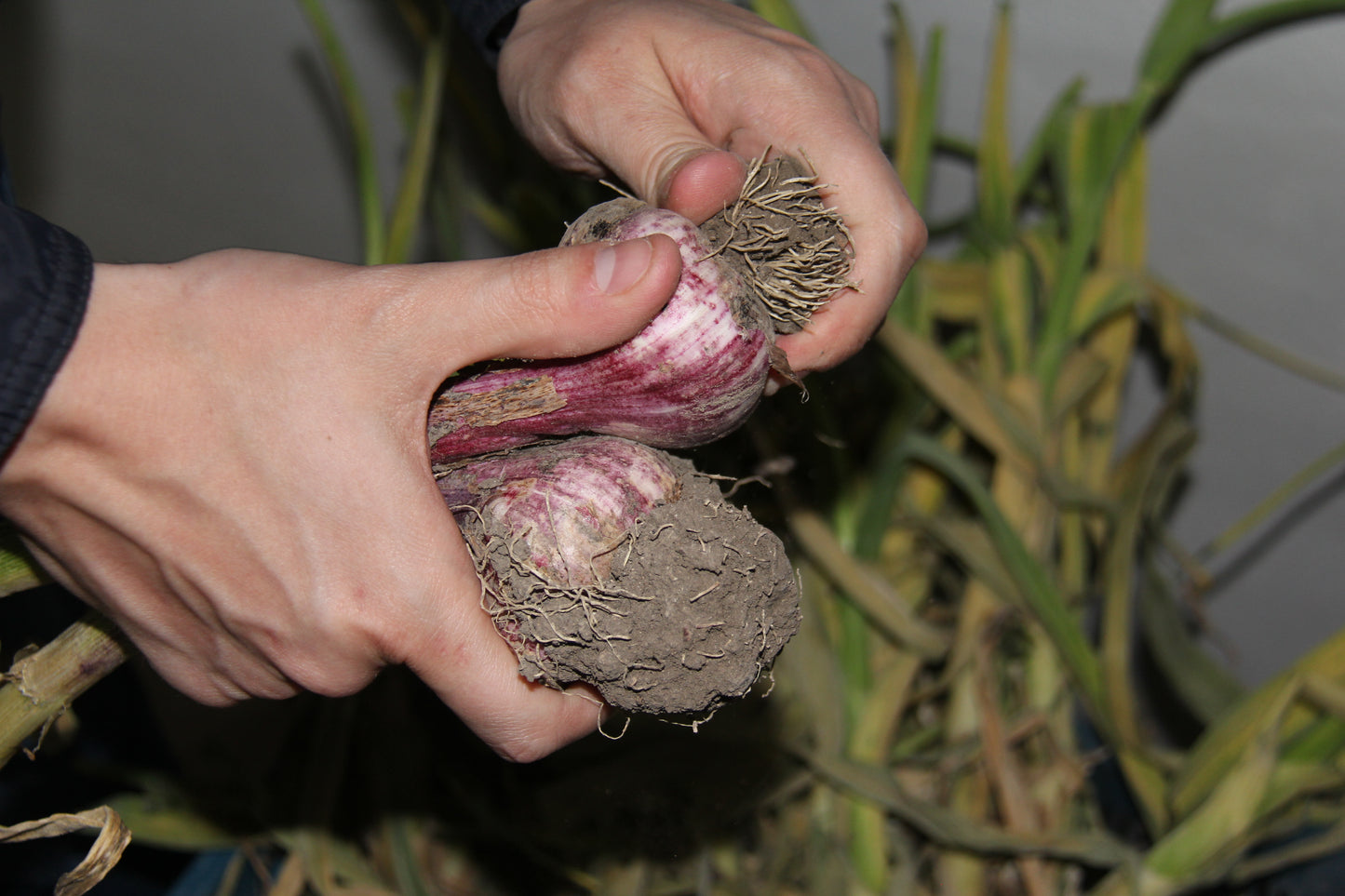 Bio Demeter schwarzer Knoblauch fermentiert, 2 Knollen mit Schale