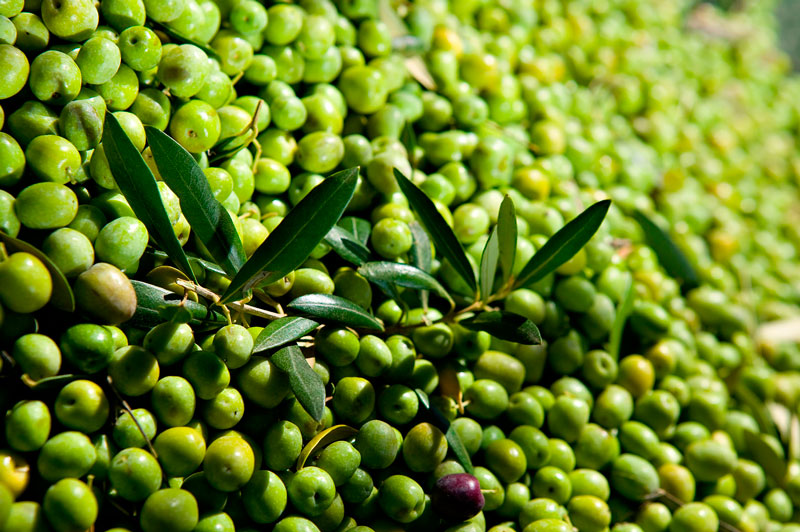 Manzanilla Oliven